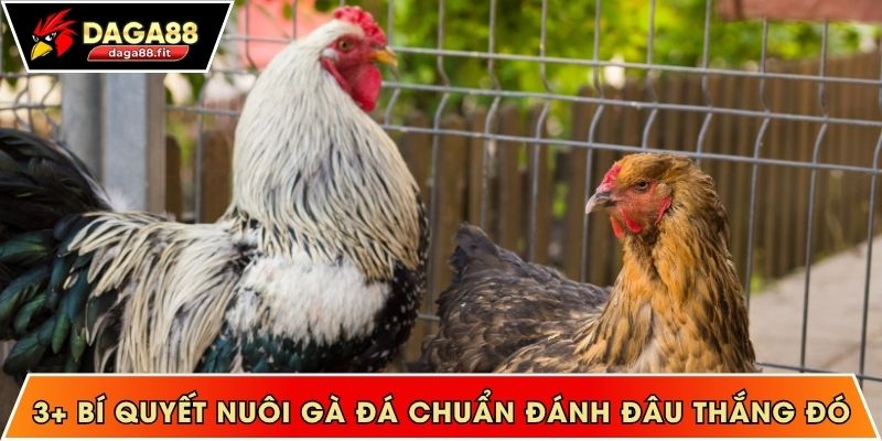 bí quyết nuôi gà đá