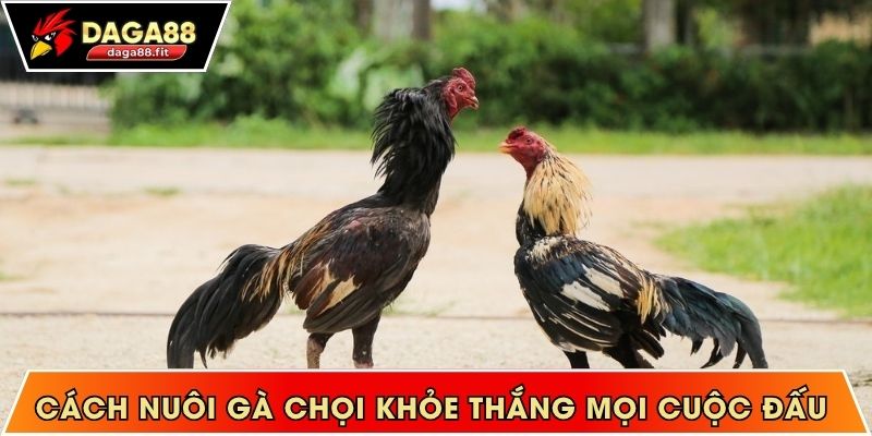 Cách nuôi gà chọi khỏe