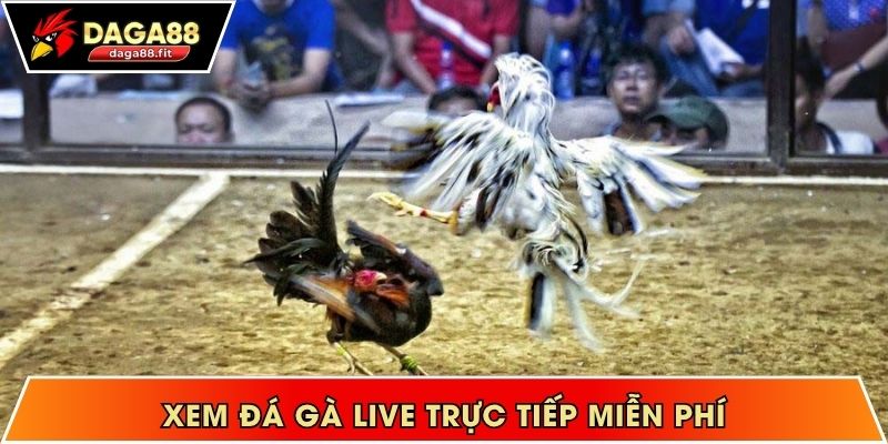 Xem đá gà live