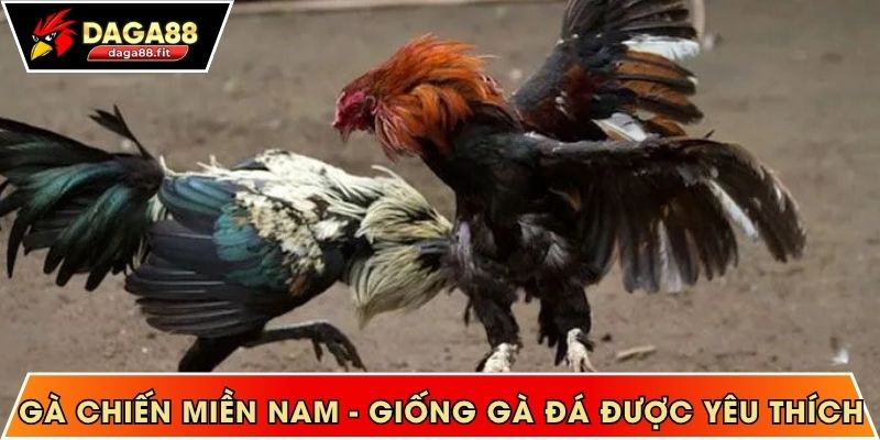 Gà chiến miền Nam