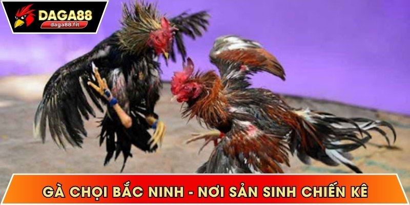 Gà chọi Bắc Ninh