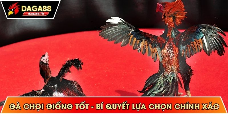 Gà chọi giống tốt