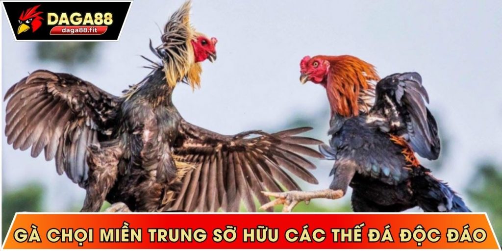 gà chọi miền Trung