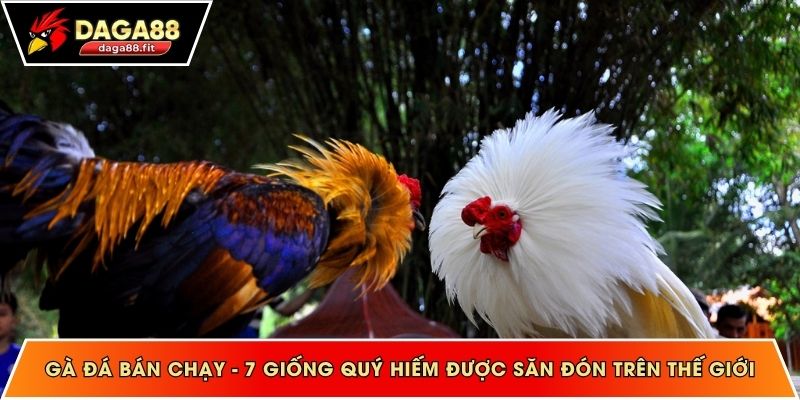 Gà đá bán chạy