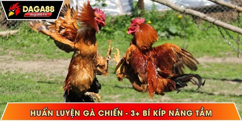 huấn luyện gà chiến