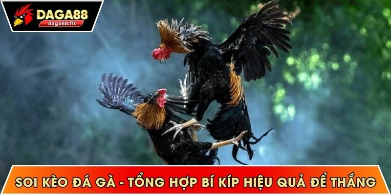 Soi kèo đá gà