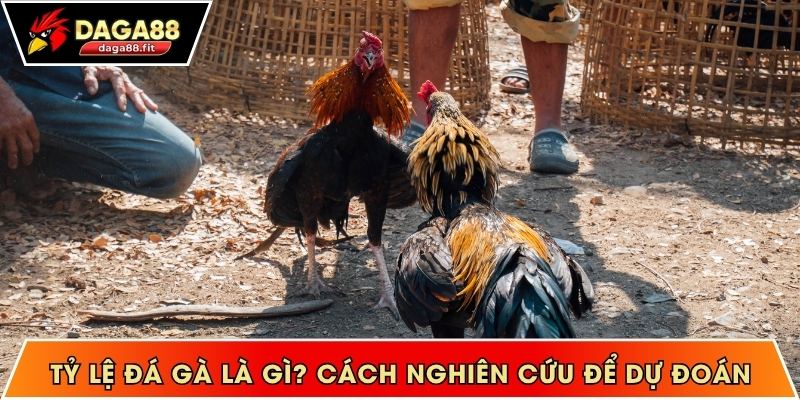 Tỷ lệ đá gà